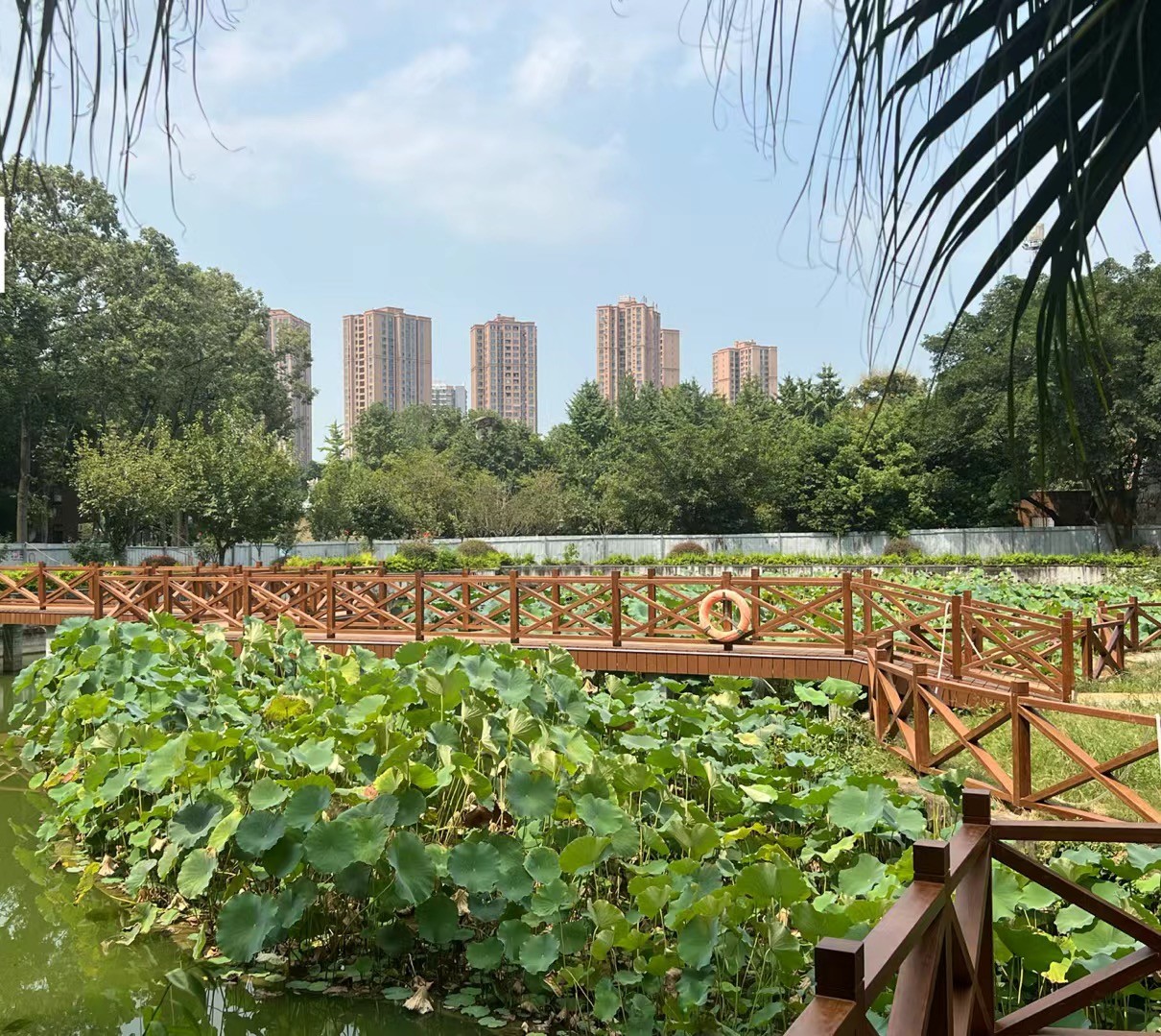 东莞桥头荷花园（项目）