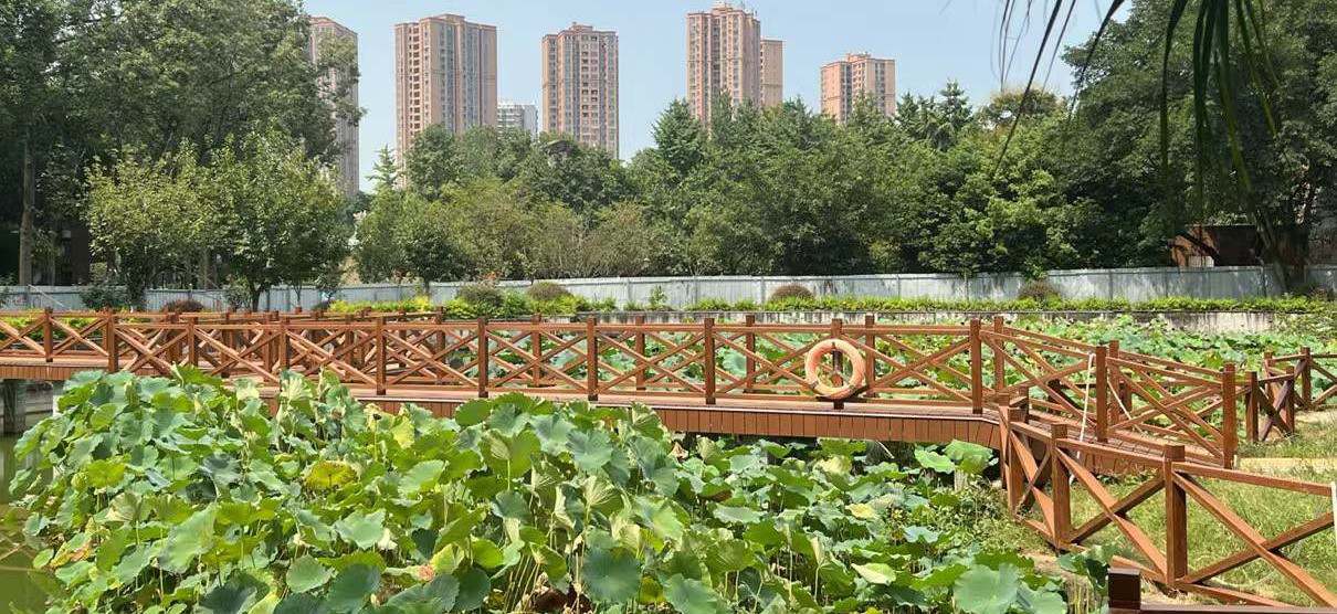 东莞桥头荷花园